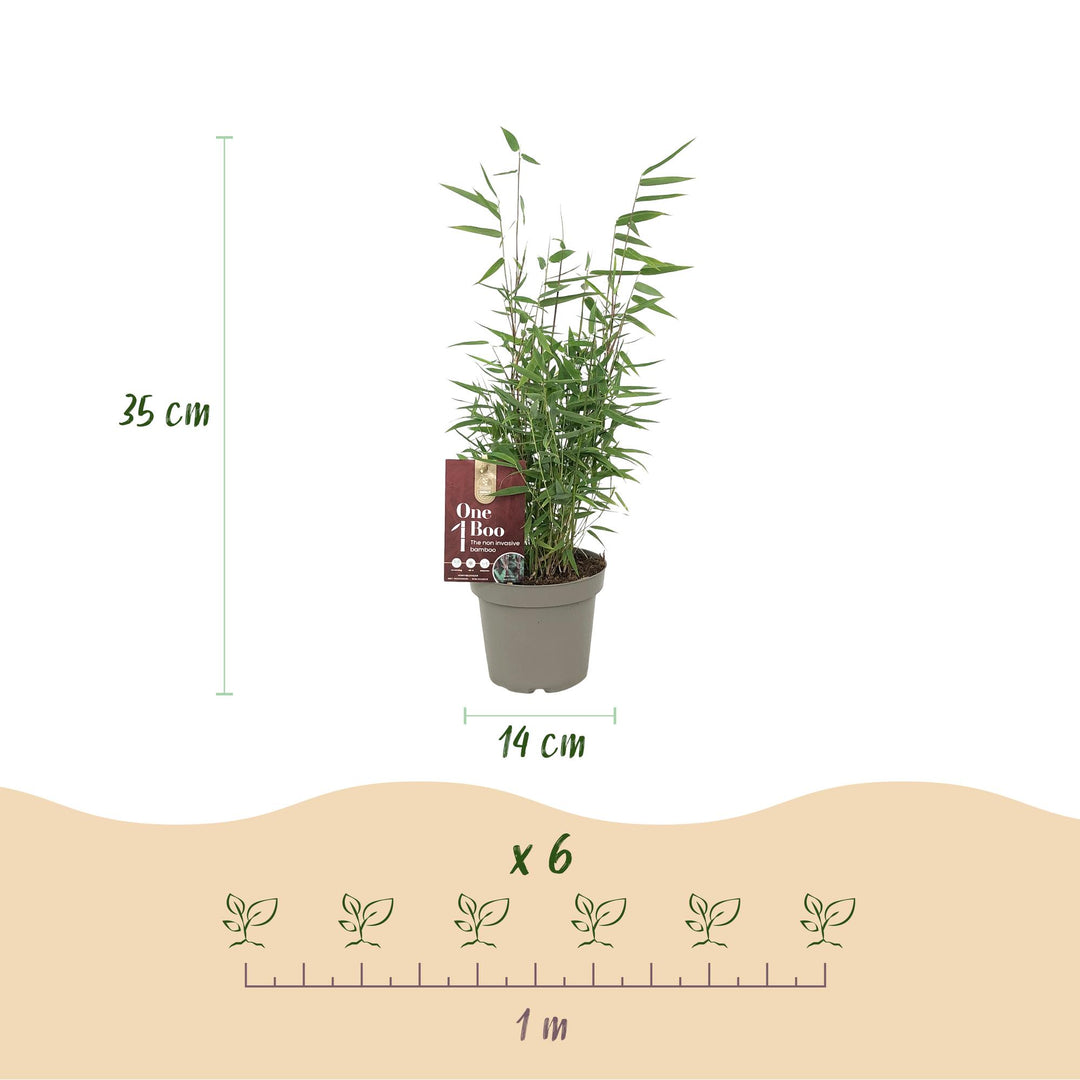 18x Fargesia 'Red Dragon' Bamboo - Evergreen Non-Invasive Screening - 14cm Pot - 35cm