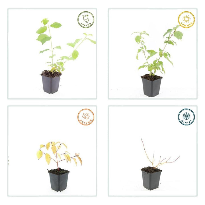 48x Orange-Stemmed Dogwood 10-25cm - Cornus 'Anny's Winter Orange'