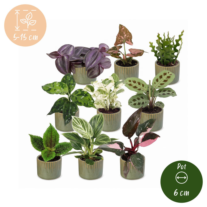 Baby Plants Surprise Box, pack of 9 tropical plants in 6 cm pots, image 6