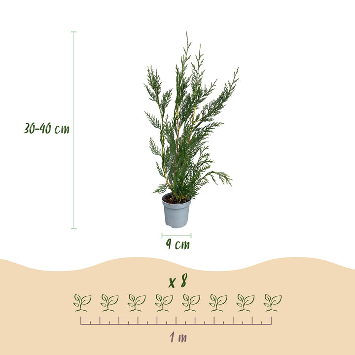 40 x Cuprocyparis leylandii '2011' Leyland cypress plants in 9cm pots, 30-40cm tall - view 4