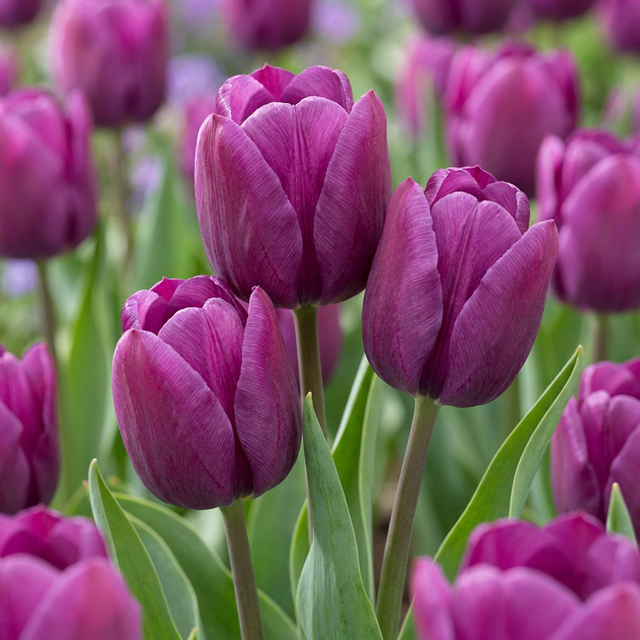 Tulipa Triumph Purple in flower, classic single cups on strong, weather-resistant stems, 120-bulb pack for Irish gardens