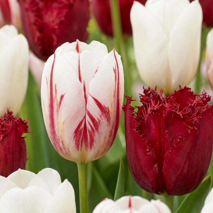 Tulipa Dutch Design in flower, goblet-shaped blooms on straight upright stems, 120-bulb pack for Irish gardens