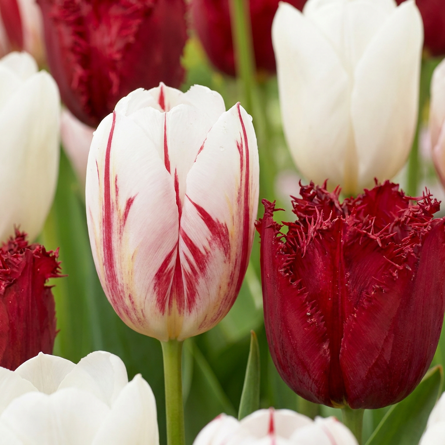 Tulipa Dutch Design in flower, goblet-shaped blooms on straight upright stems, 120-bulb pack for Irish gardens