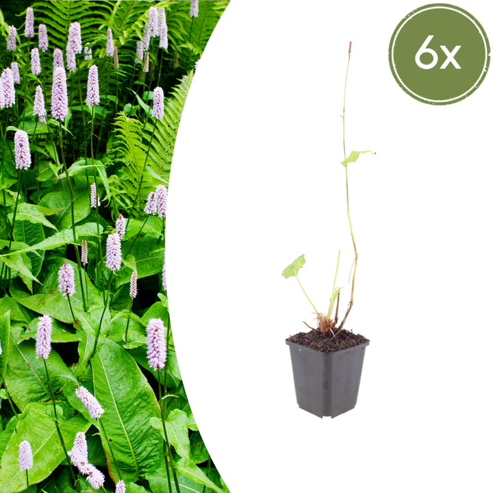 Healthy foliage and strong roots close-up of 6x Persicaria a. 'Alba' - ↕10-25cm - Ø9cm