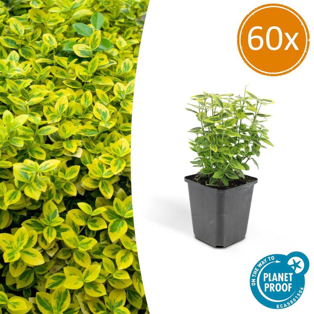 Euonymus Emerald 'n Gold with bright yellow and green variegated leaves in black square pot, 60x pack quantity indicated