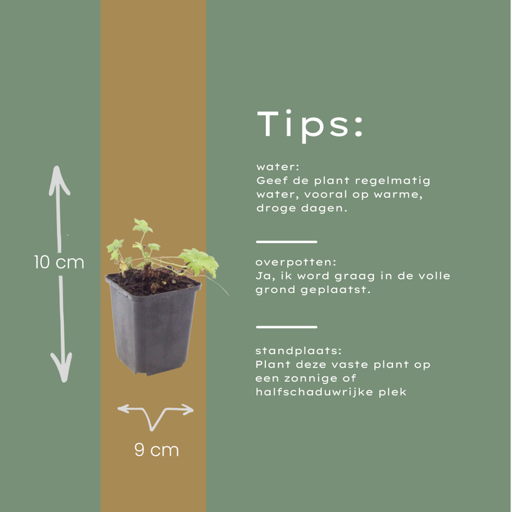 48x Geranium macr. 'White Ness' - ↕10-25cm - Ø9cm
