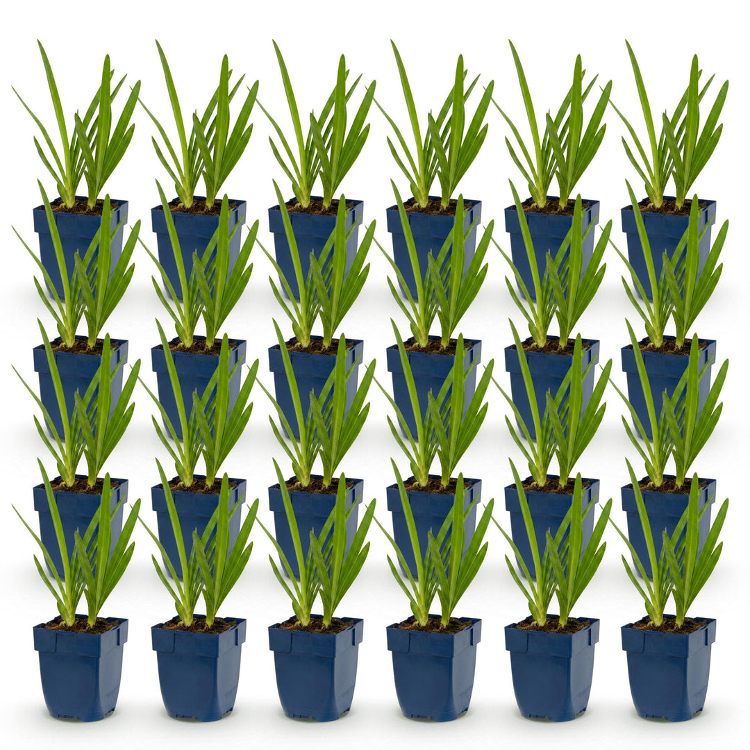 24 Agapanthus africanus blue and white duo plants in 11cm pots - view 2
