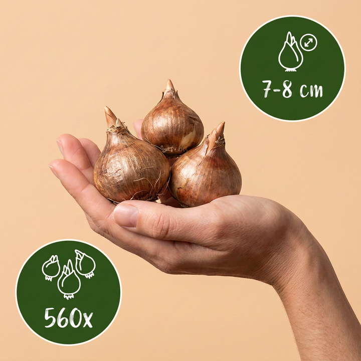 560x Crocus Mix Bulbs - Mixed - Naturalising - Size 7/8
