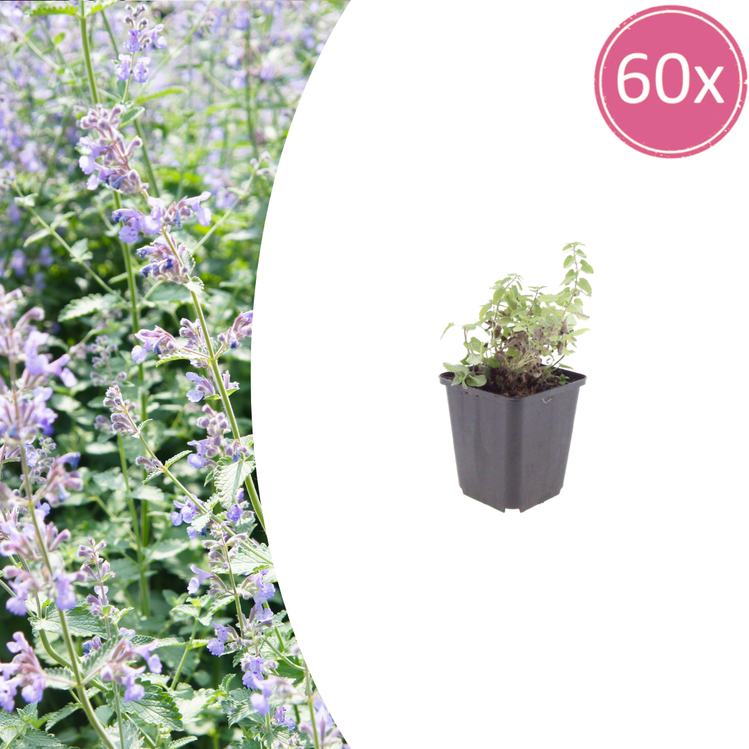 60x Nepeta faassenii - ↕10-25cm - Ø9cm