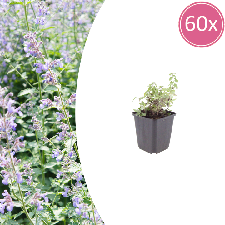 60x Nepeta faassenii - ↕10-25cm - Ø9cm