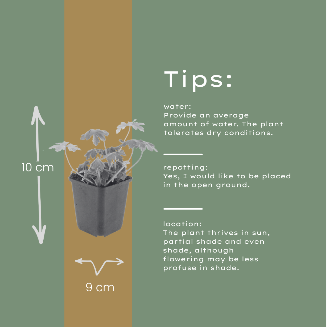 6x Geranium macr. 'Bevan's Variety' - ↕10-25cm - Ø9cm