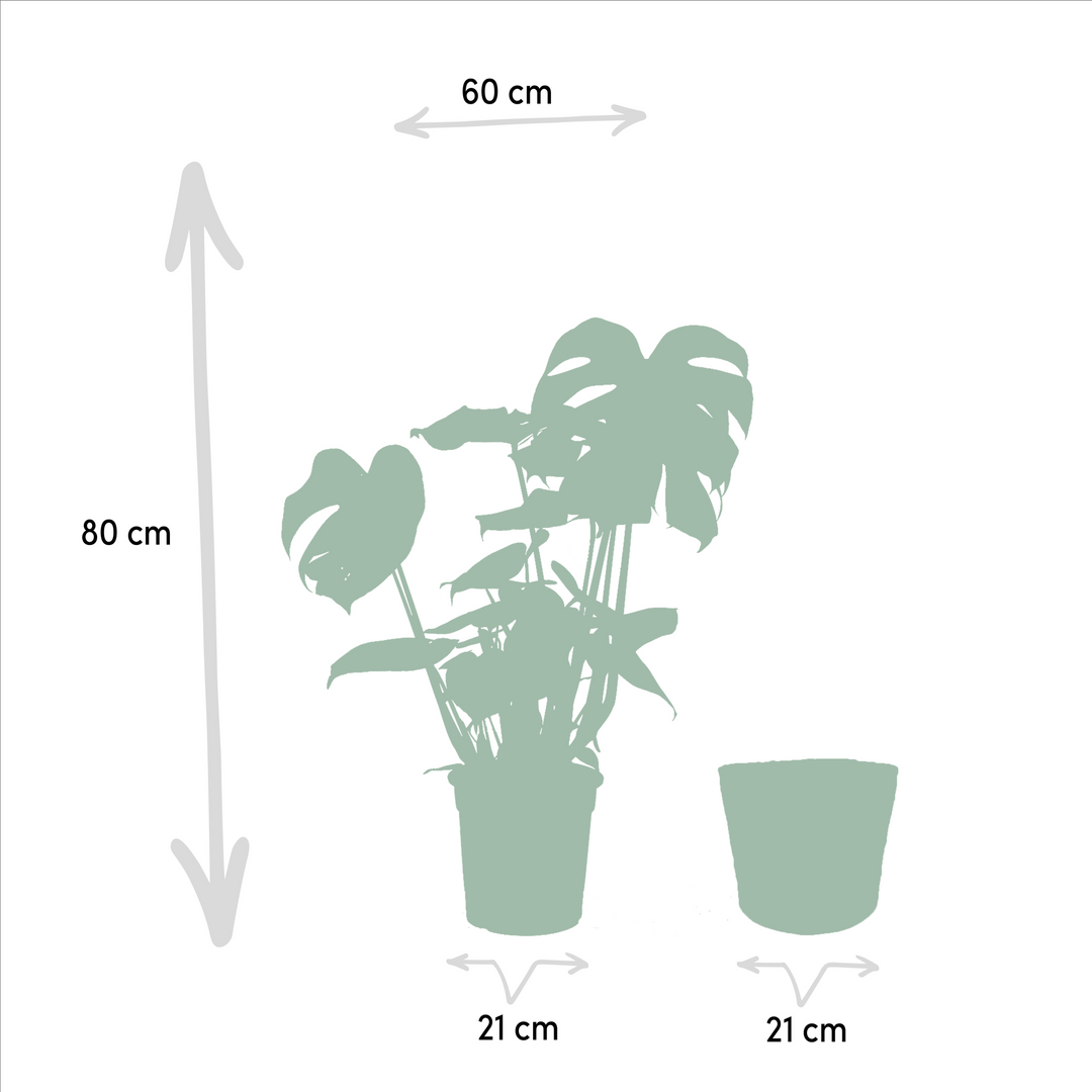 Monstera Deliciosa + Basket Selin - ↨80cm - Ø21cm — healthy root ball and nursery pot ready to ship from Ireland