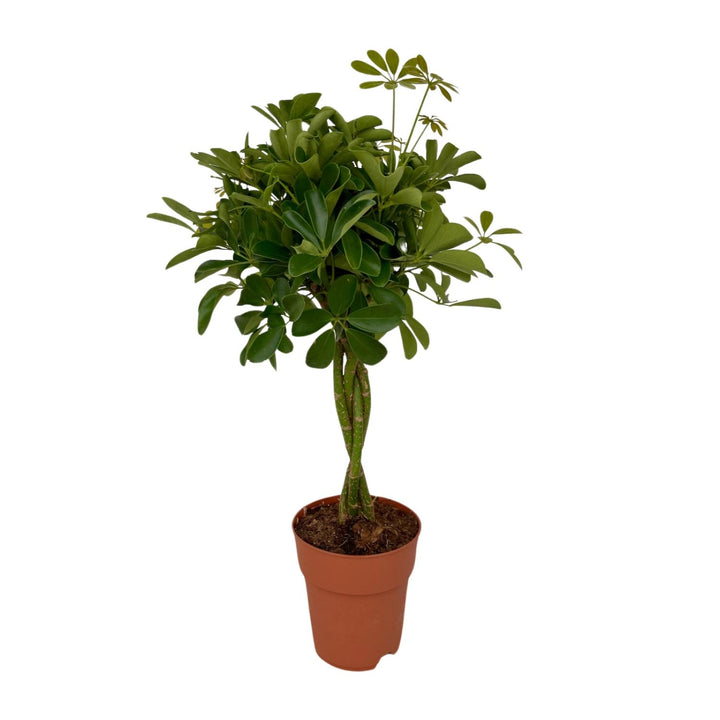 Schefflera Compacta 80cm — Dwarf Umbrella Tree in 19cm pot