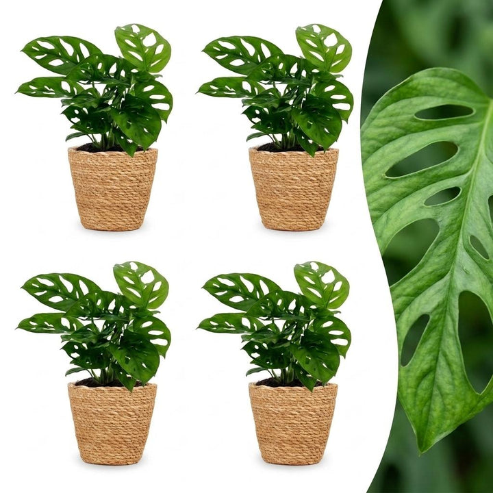 Monkey Mask Monstera with heart-shaped leaves pierced with oval holes, set of 4 plants in a woven basket, about 25cm tall