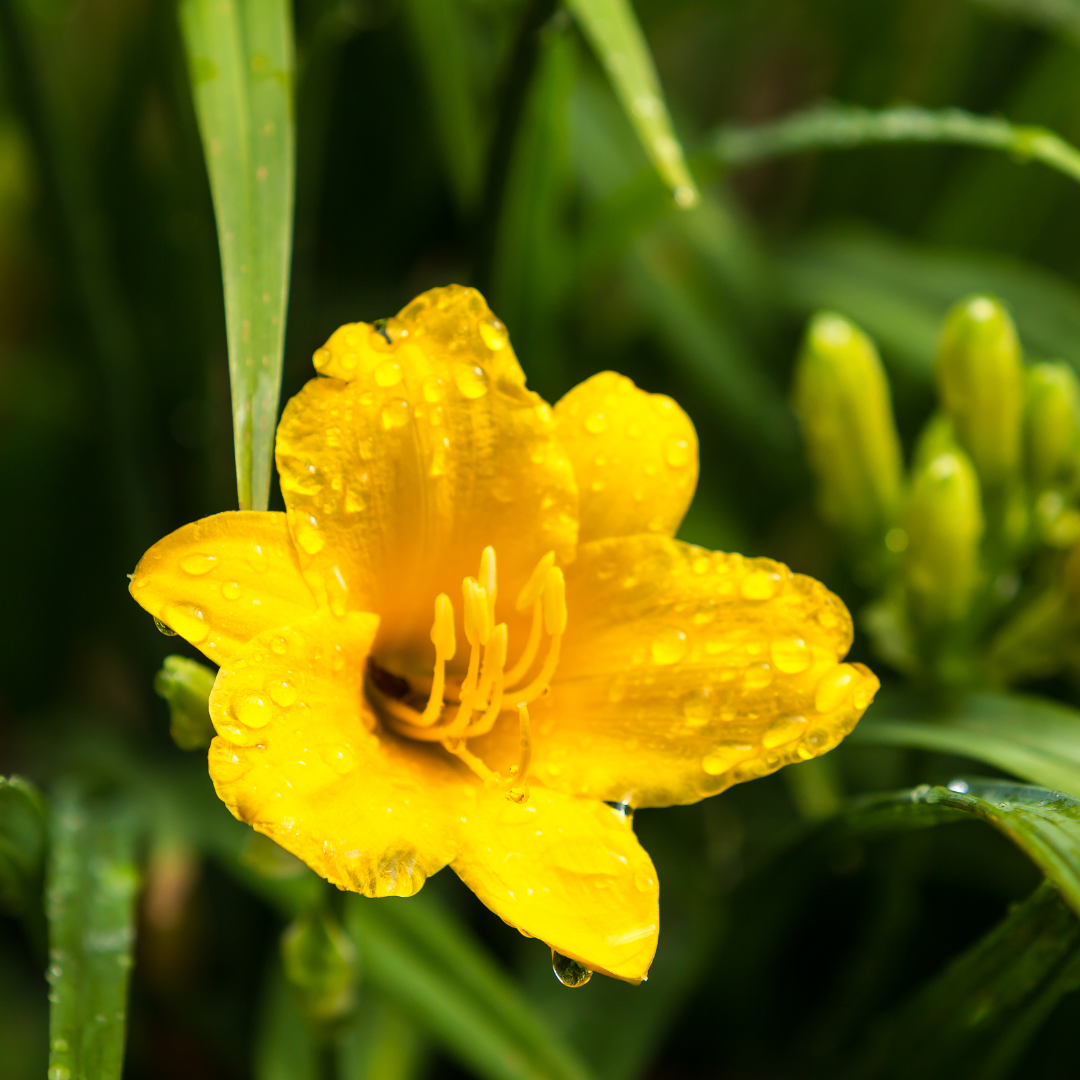 6x Hemerocallis 'Stella de Oro' - ↕10-25cm - Ø9cm — healthy root ball and nursery pot ready to ship from Ireland