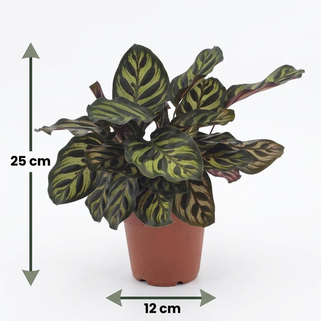 Peacock Plant (Calathea makoyana) - 2 Plants with White Ceramic Pot - 12cm Pot - 25cm Tall
