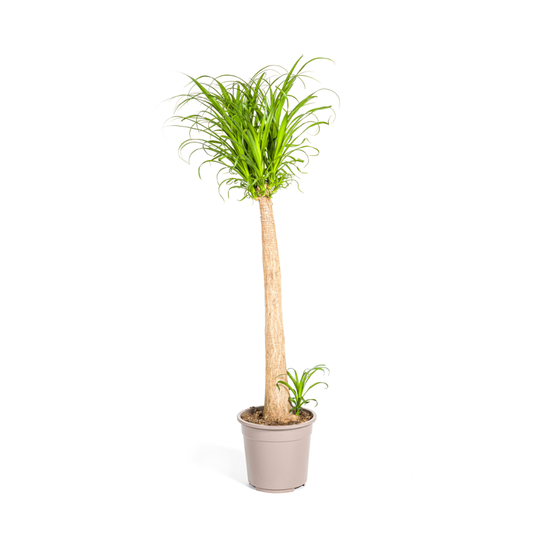Beaucarnea Recurvata Stem 110-130cm — Ponytail Palm in 27cm pot
