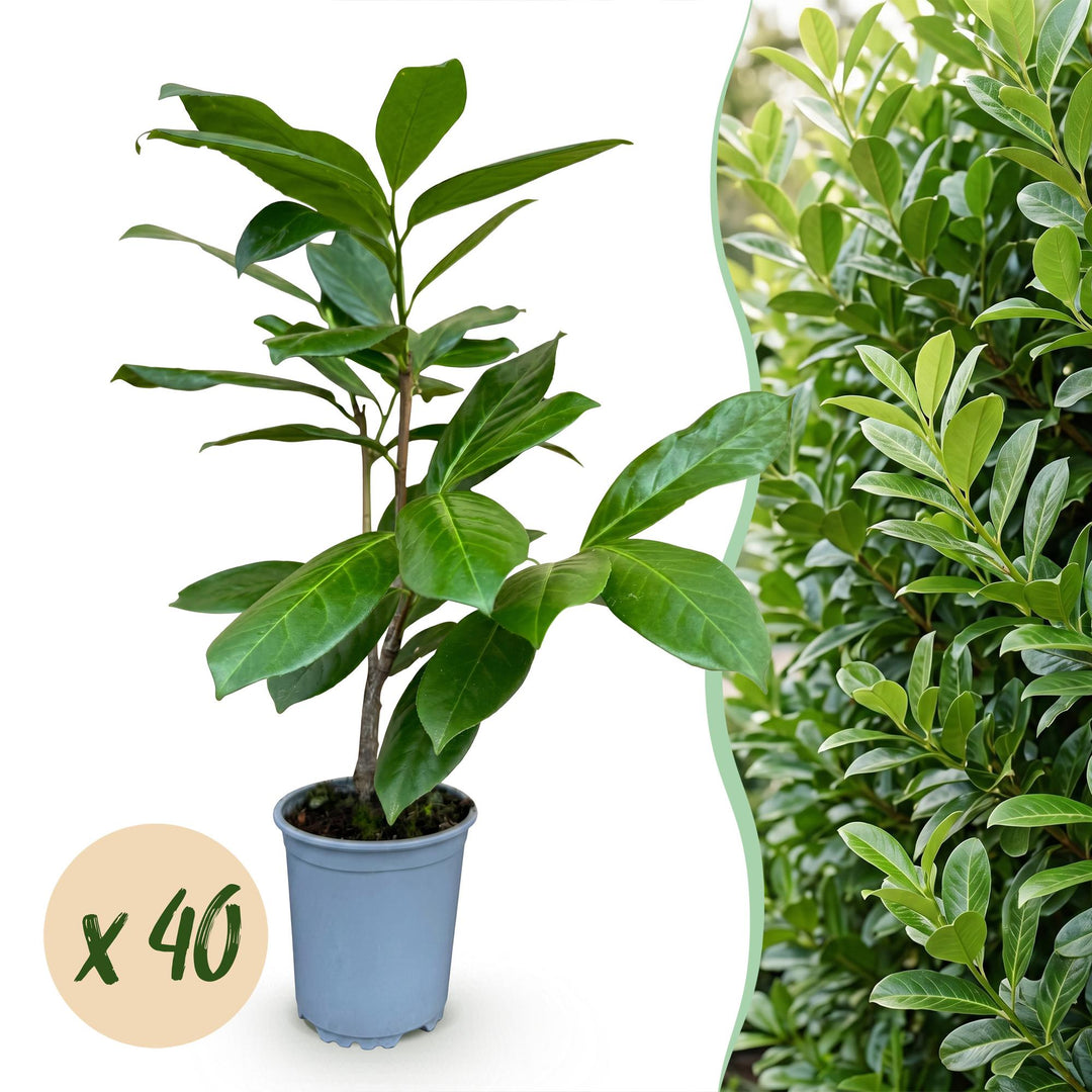 40 Prunus laurocerasus 'Rotundifolia' cherry laurel plants in 9cm pots, 25-35cm tall