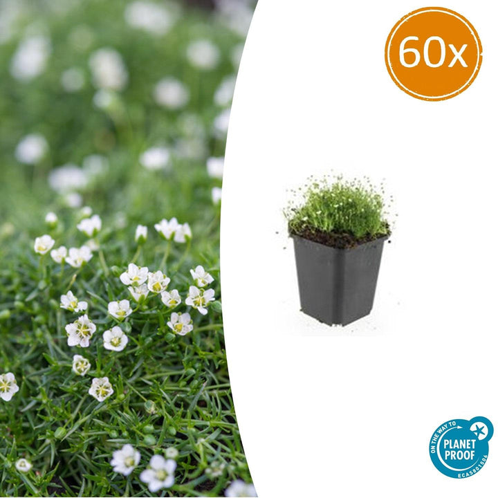 60x Sagina subulata - ↕10-25cm - Ø9cm