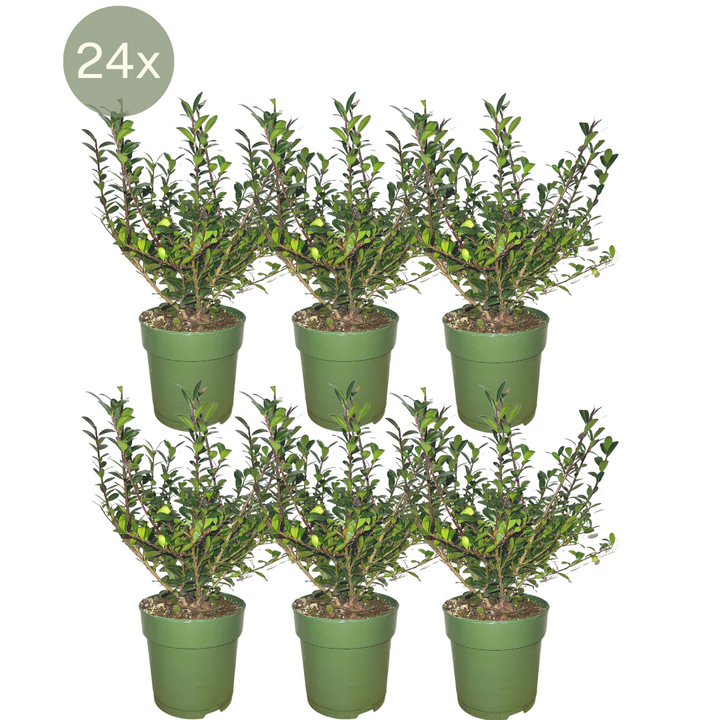 Ilex crenata 'Jenny' mountain holly plants, pack of 24