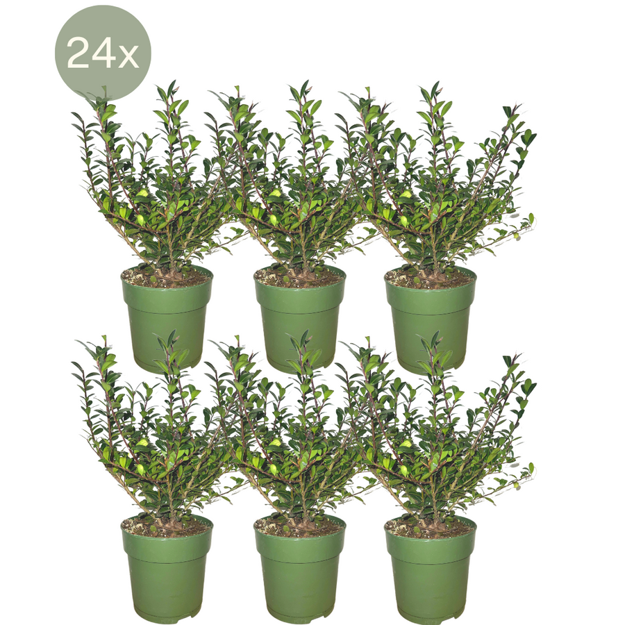 Ilex crenata 'Jenny' mountain holly plants, pack of 24