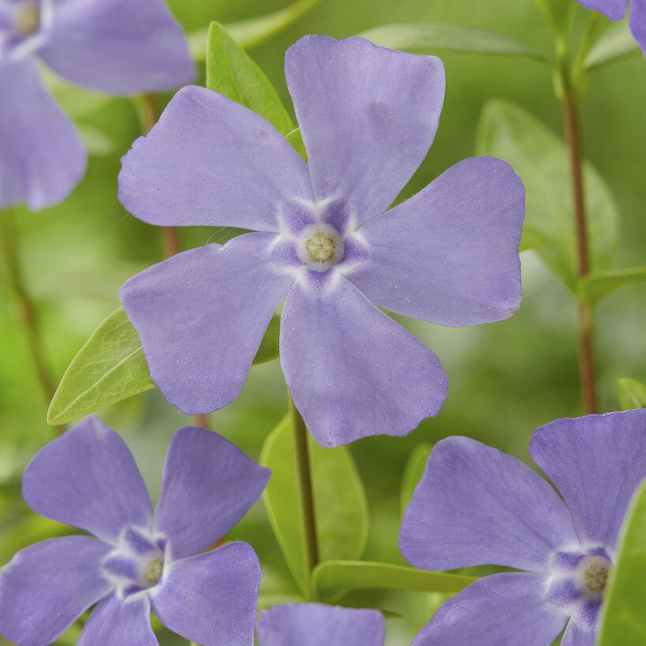 6x Vinca minor - ↕10-25cm - Ø9cm full-plant overview, trailing evergreen ground-cover with blue flowers