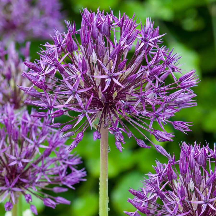 Allium Purple Rain in flower, loose, spidery violet star flowers, 320-bulb pack for Irish gardens