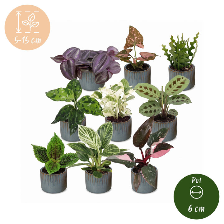 Baby Plants Surprise Box, 9 tropical plants in 6cm pots, image 6