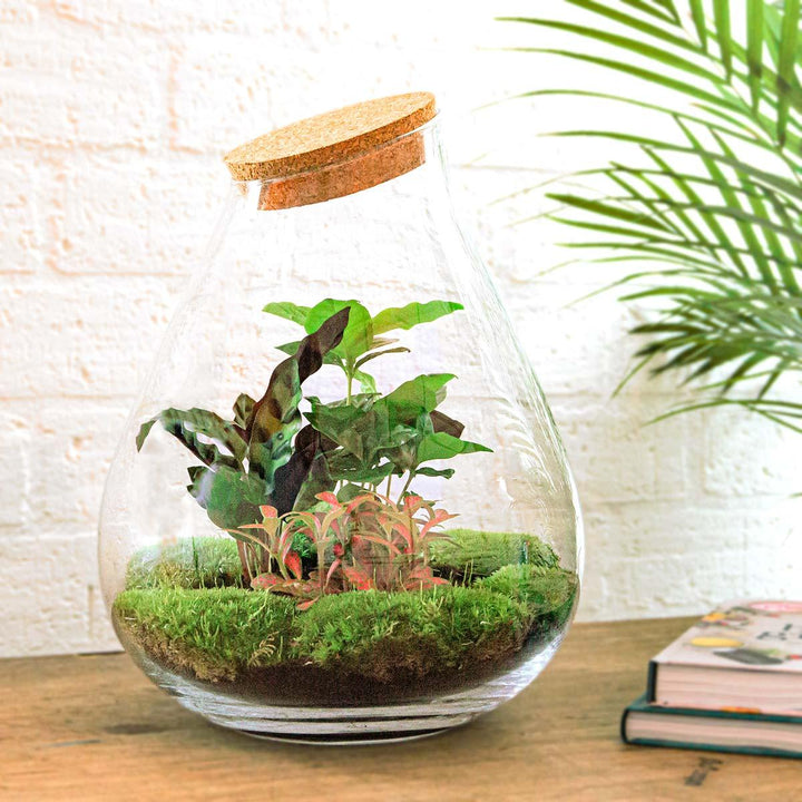 DIY terrarium - Drop XL Red - ↕ 37 cm - Rake + Shovel
