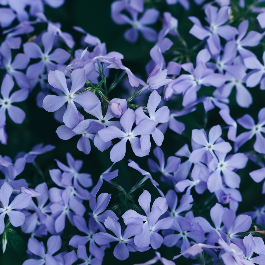 24x Phlox (S) 'Emerald Cushion Blue'- ↕10-25cm - Ø9cm
