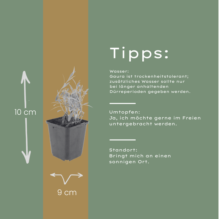 48x Gaura lindheimeri - ↕10-25cm - Ø9cm