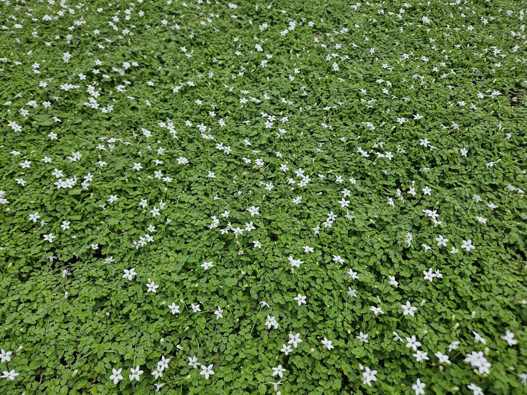 48x Isotoma fluviatilis 'Alba' White Star Creeper - 9cm Pots