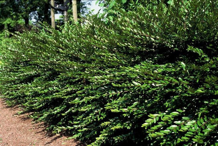 24x Lonicera pileata - ↕10-25cm - Ø9cm
