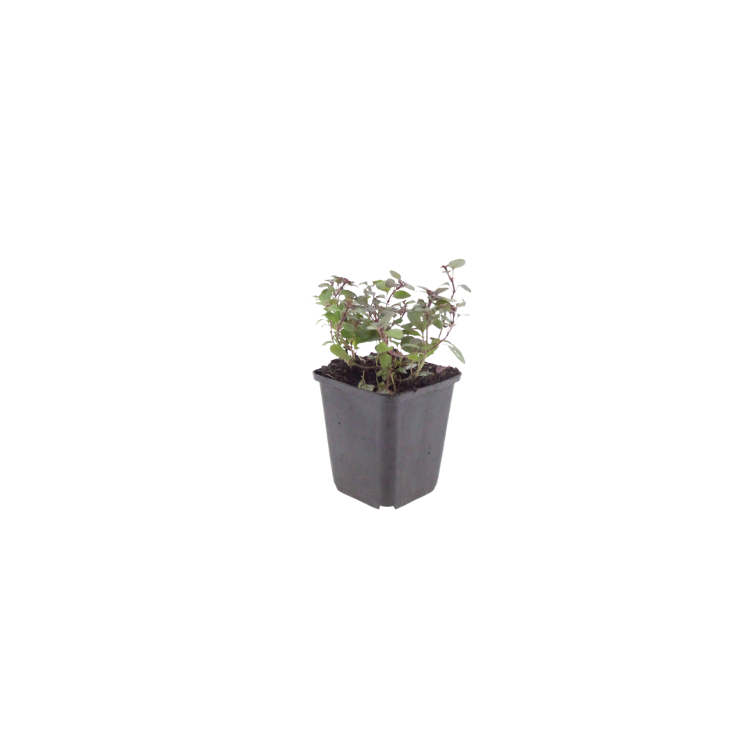 24x Origanum laevigatum 'Herrenhausen' - ↕10-25cm - Ø9cm alternative angle showing habit and leaf structure