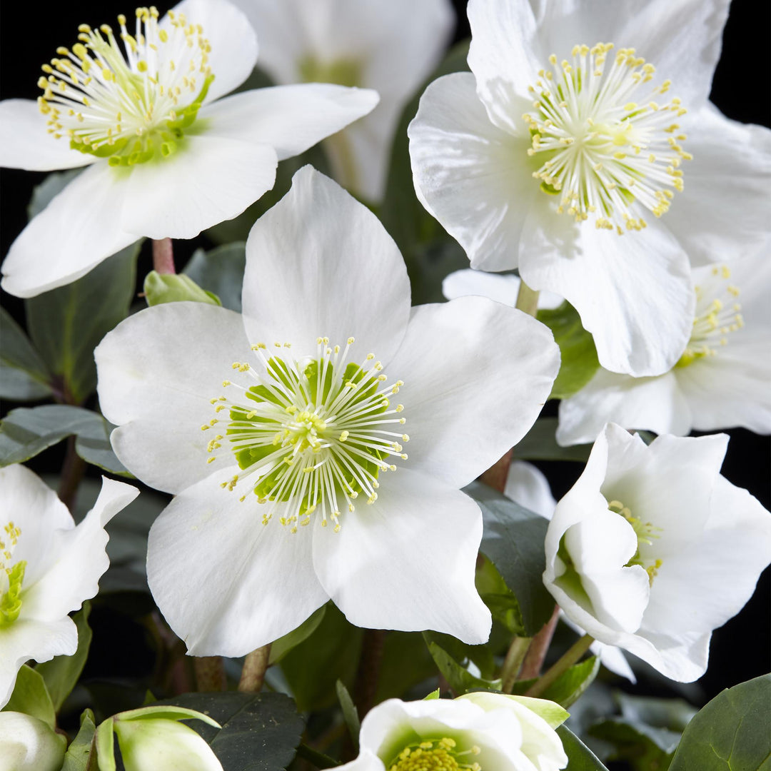 4x Helleborus niger 'Christmas Carol' Christmas Rose in 10.5cm pots - view 4