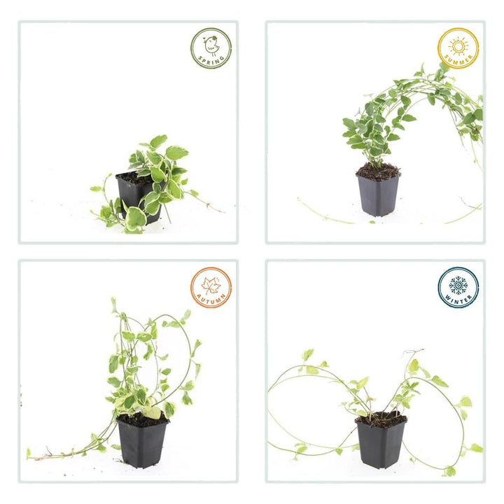 6x Vinca major 'Variegata' - ↕10-25cm - Ø9cm