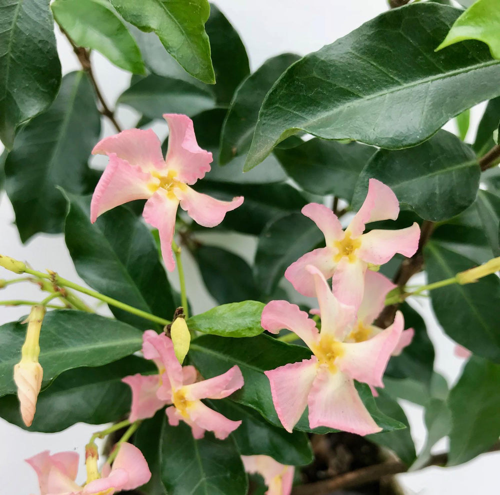 Healthy foliage and strong roots close-up of 2x - Trachelospermum 'Star of Ibiza' - ↨65cm - Ø15