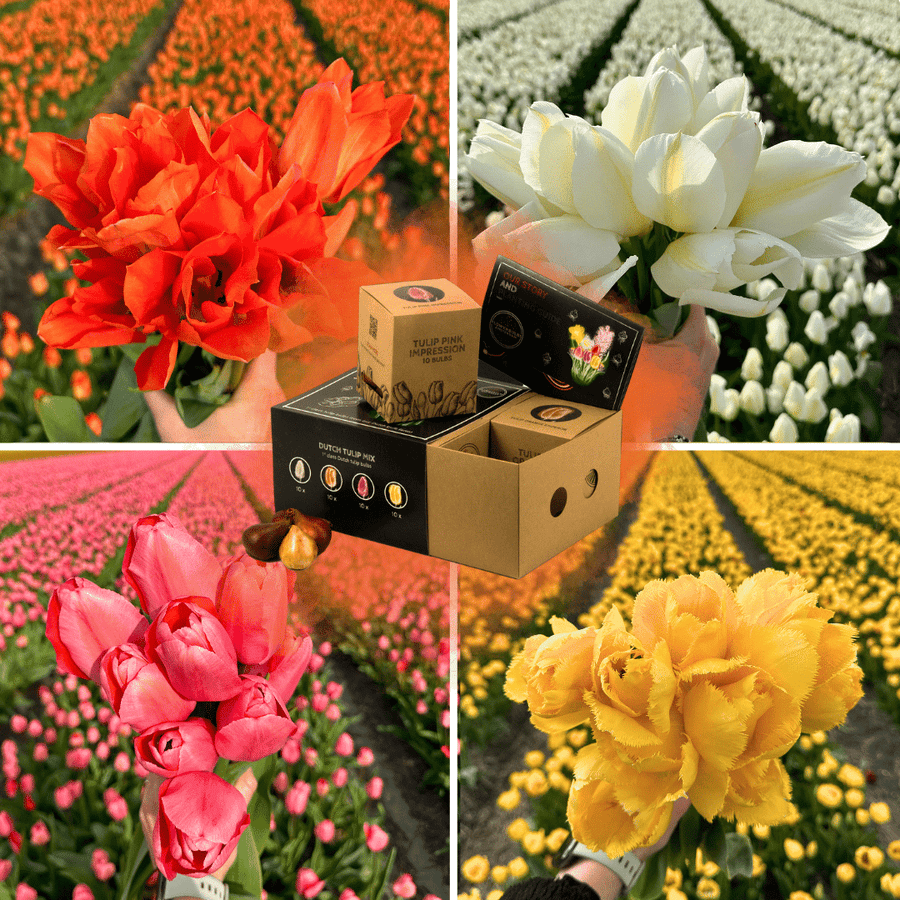 Colorful mix of Dutch tulip bulbs in assorted shades by Everspring, ideal for vibrant spring gardens.