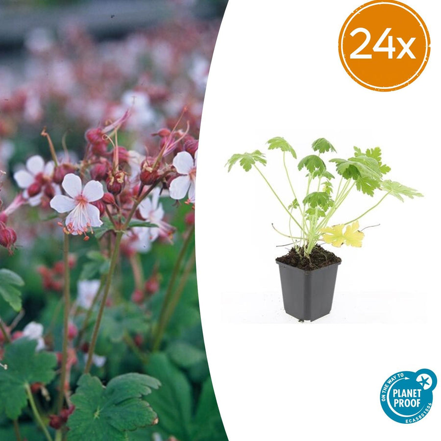 24 white Geranium Spessart ground cover plants in 9cm pots, featuring aromatic green foliage from Everspring.