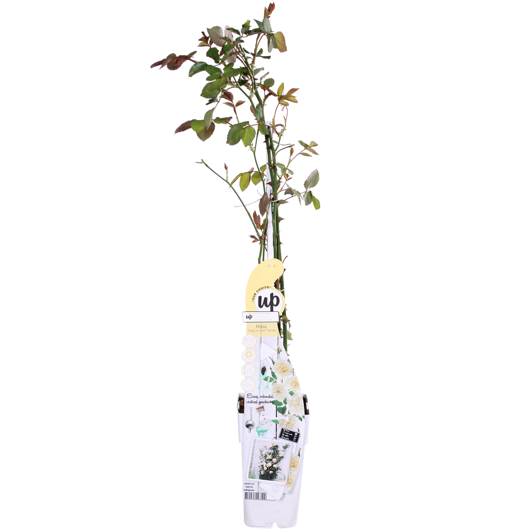 3x Rosa Crazy in Love Vanilla - Creamy White Climbing Rose - Ø15cm - ↕65cm