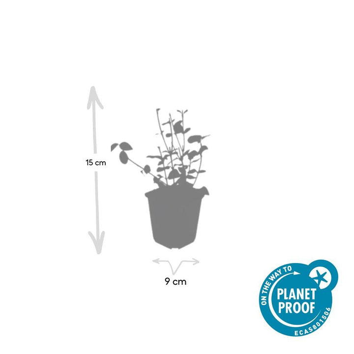 6x Euonymus fort. 'Coloratus' - ↕10-25cm - Ø9cm — healthy root ball and nursery pot ready to ship from Ireland