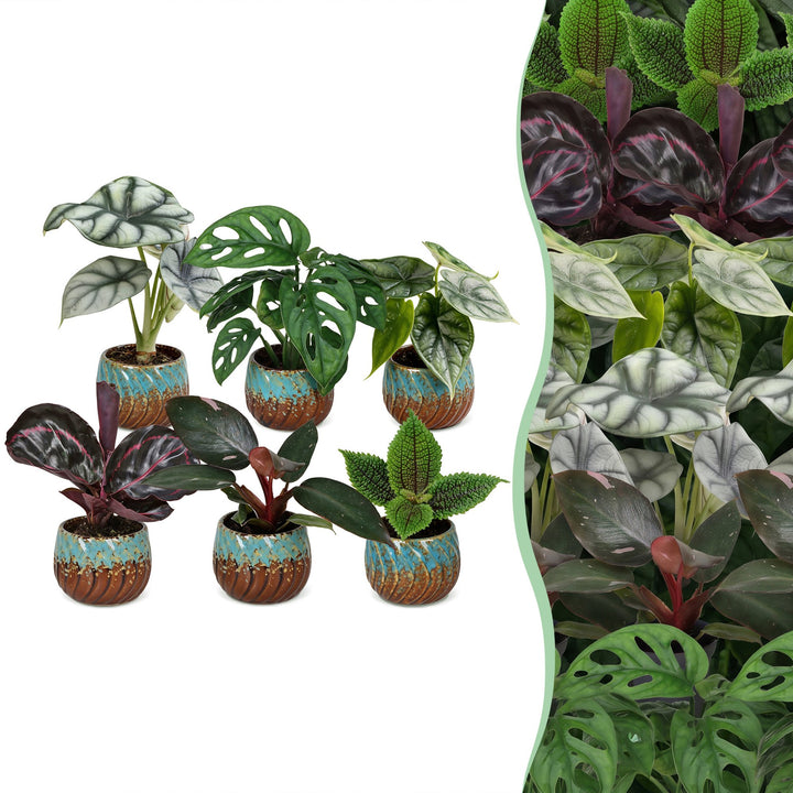 6x Baby Jungle Mix tropical indoor plants in Ø6cm growing pots