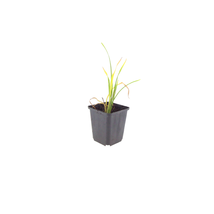 6x Hemerocallis 'Stella de Oro' - ↕10-25cm - Ø9cm alternative angle showing habit and leaf structure
