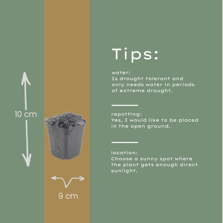 6x Thymus praecox 'Albiflorus' - ↕10-25cm - Ø9cm