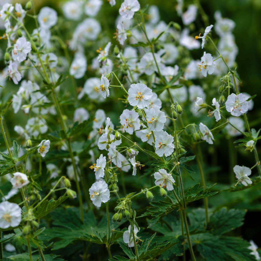 48x Geranium macr. 'White Ness' - ↕10-25cm - Ø9cm