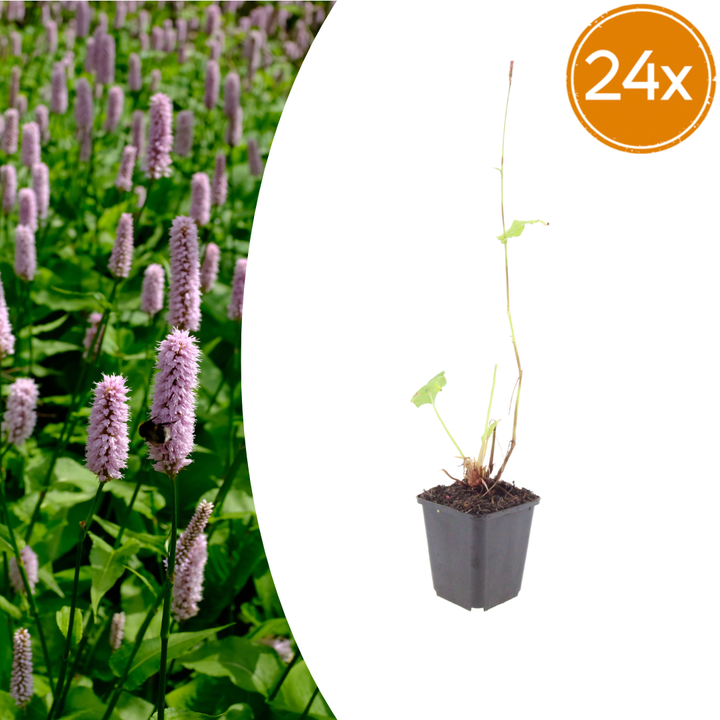 Healthy foliage and strong roots close-up of 24x Persicaria aff. 'Superba' - ↕10-25cm - Ø9cm