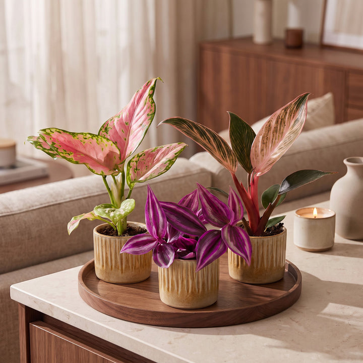 Baby Paradise Mix, 3 tropical houseplants in 6cm pots, image 3