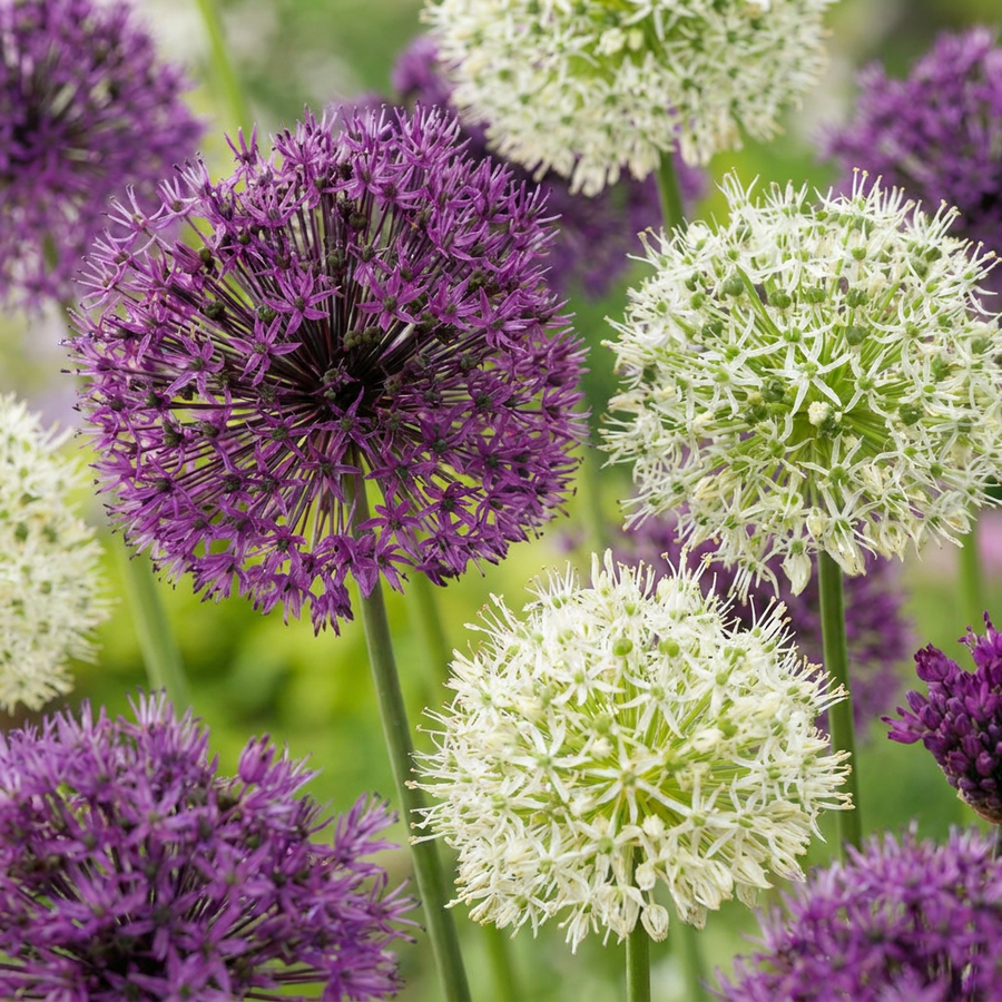Allium Purple in flower, globe-shaped flower heads held high on bare stems, 320-bulb pack for Irish gardens