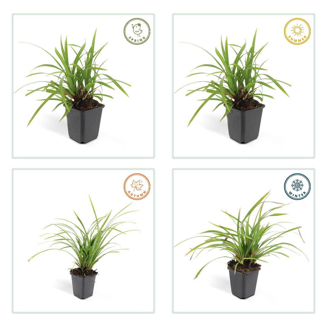 24x Carex morrowii 'Irish Green' - ↕10-25cm - Ø9cm — healthy root ball and nursery pot ready to ship from Ireland