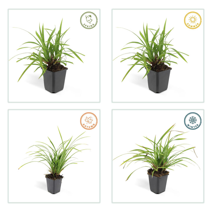 24x Carex morrowii 'Irish Green' - ↕10-25cm - Ø9cm — healthy root ball and nursery pot ready to ship from Ireland